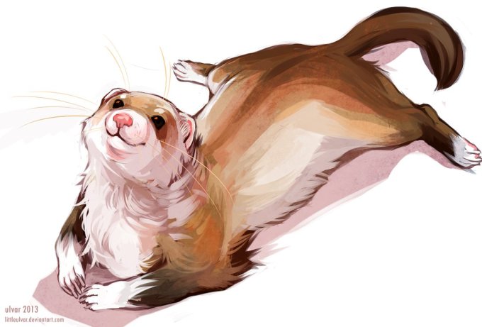 ferret_by_littleulvar-d5tpv1b